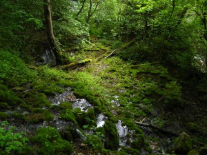 Schluchtensteig_2_12