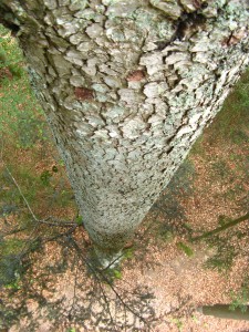 BayerischerWald_BaumwipfelpfadTierfreigelaende_1