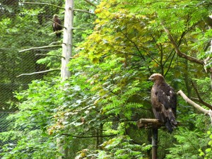 BayerischerWald_BaumwipfelpfadTierfreigelaende_10