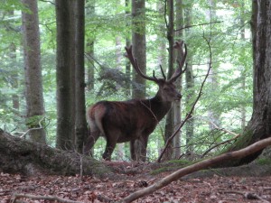 BayerischerWald_BaumwipfelpfadTierfreigelaende_12