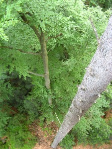 BayerischerWald_BaumwipfelpfadTierfreigelaende_2