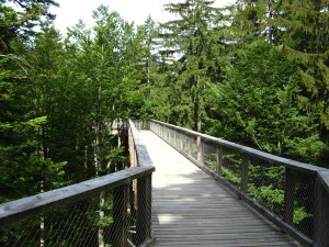 BayerischerWald_BaumwipfelpfadTierfreigelaende_3