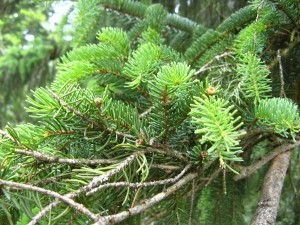 BayerischerWald_BaumwipfelpfadTierfreigelaende_4