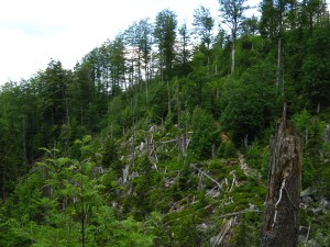 BayerischerWald_Lusen_3