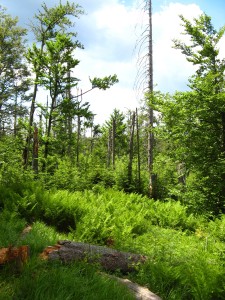 BayerischerWald_Lusen_4