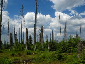 BayerischerWald_Lusen_6