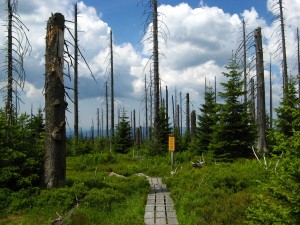 BayerischerWald_Lusen_7