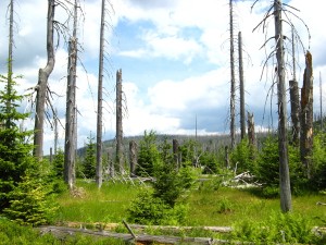 BayerischerWald_Lusen_8