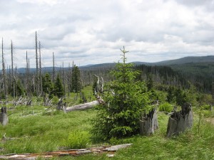 BayerischerWald_Rachel_4