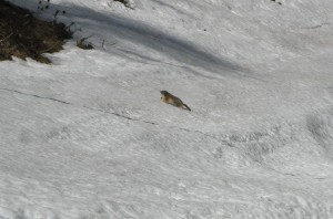 Schweiz_ZermattGornergrat_9