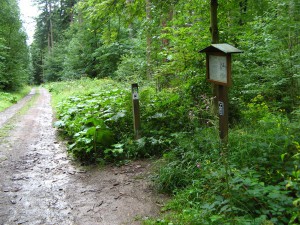 Eifelsteig05_12