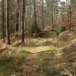 GamrigTrailrun_11