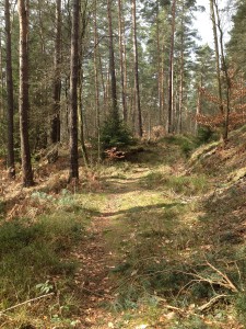 GamrigTrailrun_11