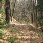 GamrigTrailrun_12