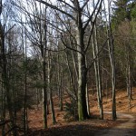 HoheLiebeSchrammsteineRotkehlchen_18