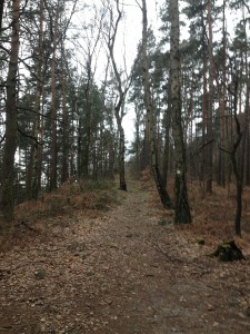 LiliensteinTrailrun_1