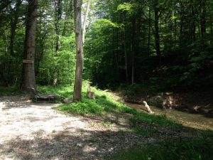 Waldlehrpfad_1