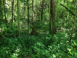 Waldlehrpfad_4