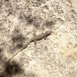 Sardinien_CalaFuili_07