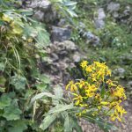 Weitlahnerkopf_09
